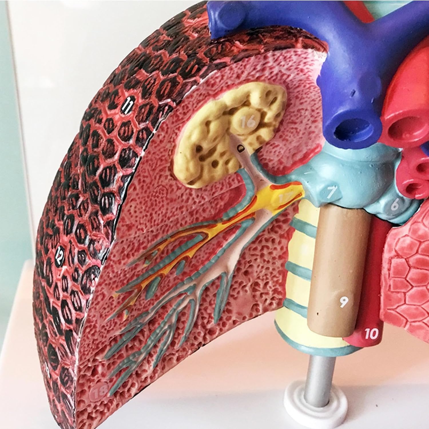 Model płuc człowieka w naturalnej wielkości z wyjmowanymi organami – model anatomii serca i płuc krtaniowych do zastosowań w opiece zdrowotnej, edukacji i prezentacji