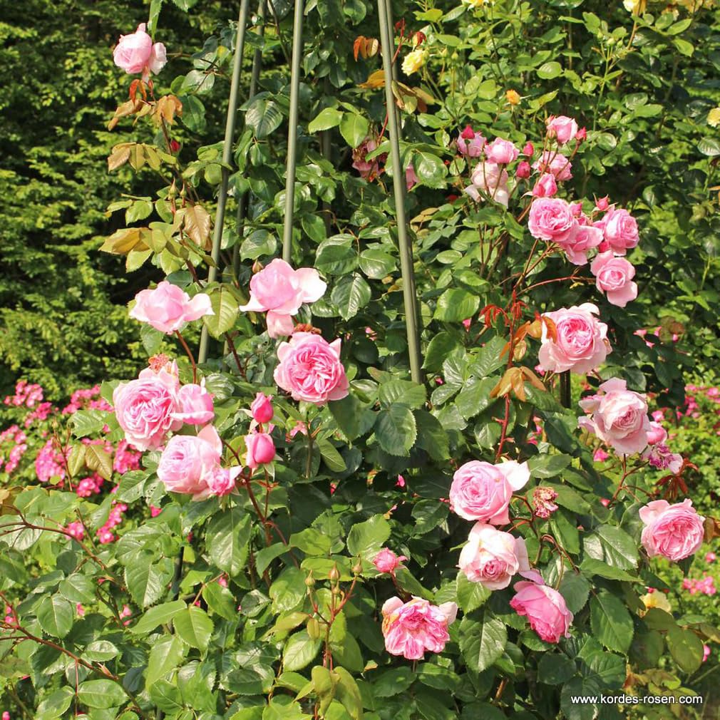 2 x Rose - Rosa 'Kiss me Kate' Topf 25-30 cm - Eine moderne Kletterrose mit betörendem Duft und prächtigen Blüten