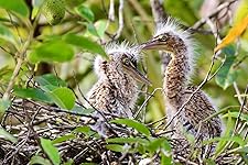 Review Image by C. Long C. Long