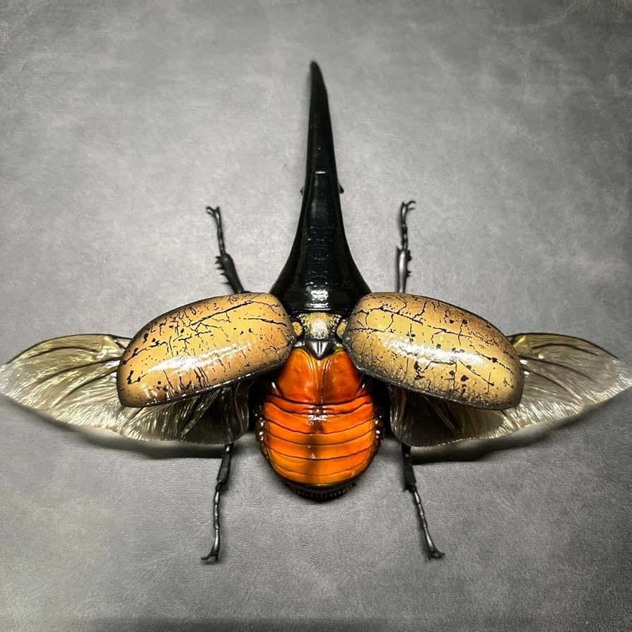 【夏休み終盤セール中】いきもの大図鑑アドバンス ヘラクレスオオカブト 71-8gO35o-L._AC_SY200_QL15_.jpg