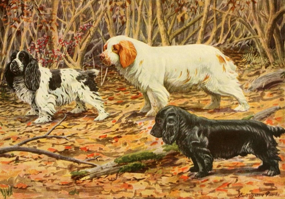 Book of Dogs 1919 Cocker, Clumber, Field Spaniels Poster Print by L.A. Fuertes (24 x 36)
