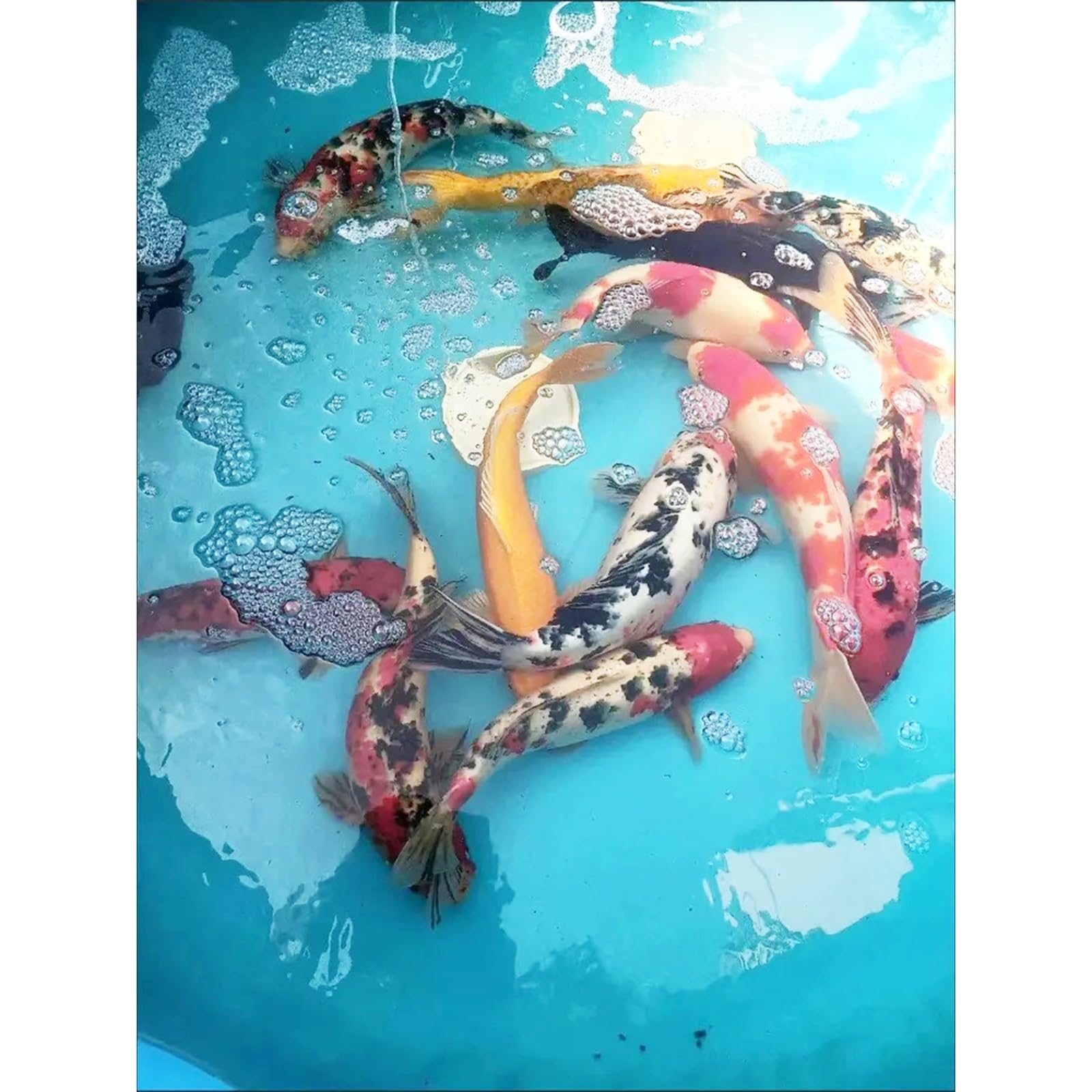 Generico Laghetto per Pesci Pieghevole in PVC con Telaio - Piscina Profonda 24"/31"/39" per Koi, Giardinaggio, irrigazione e stoccaggio dell'Acqua - Piscine Fuori Terra per Famiglie di Grandi dimensi