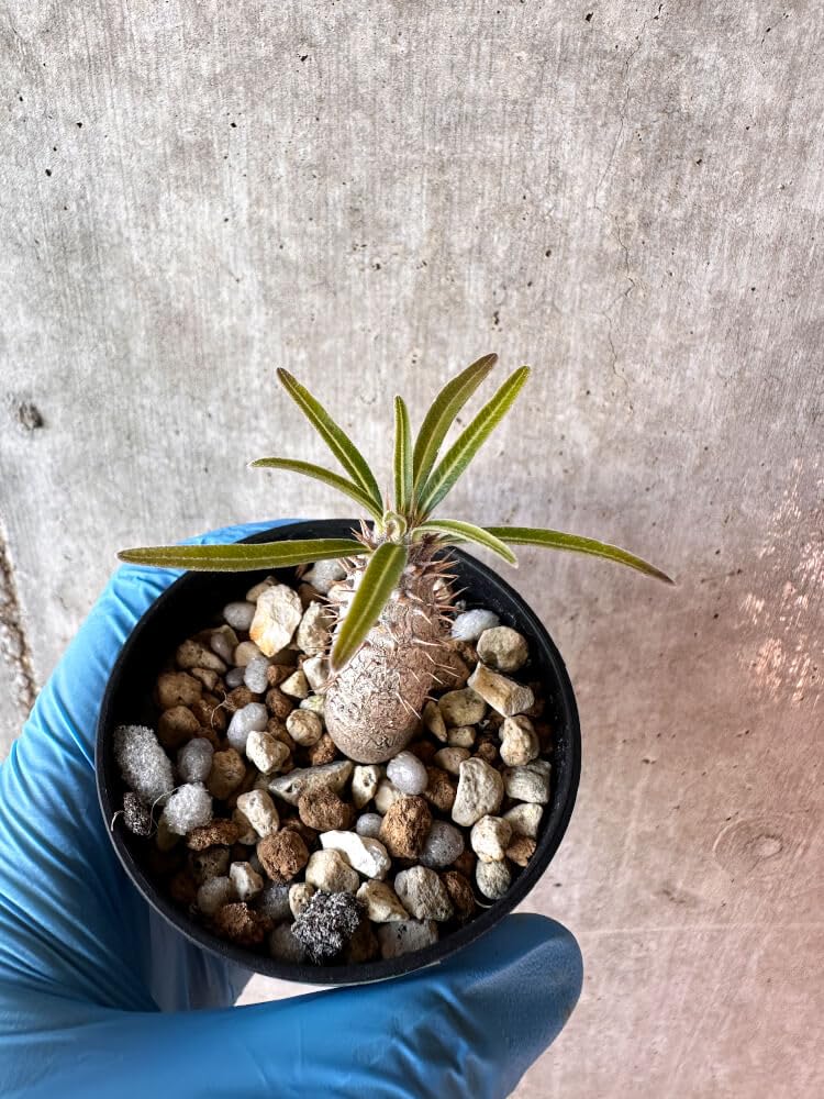 Amazon｜【現品限り】パキポディウム・グラキリス【A37】 Pachypodium