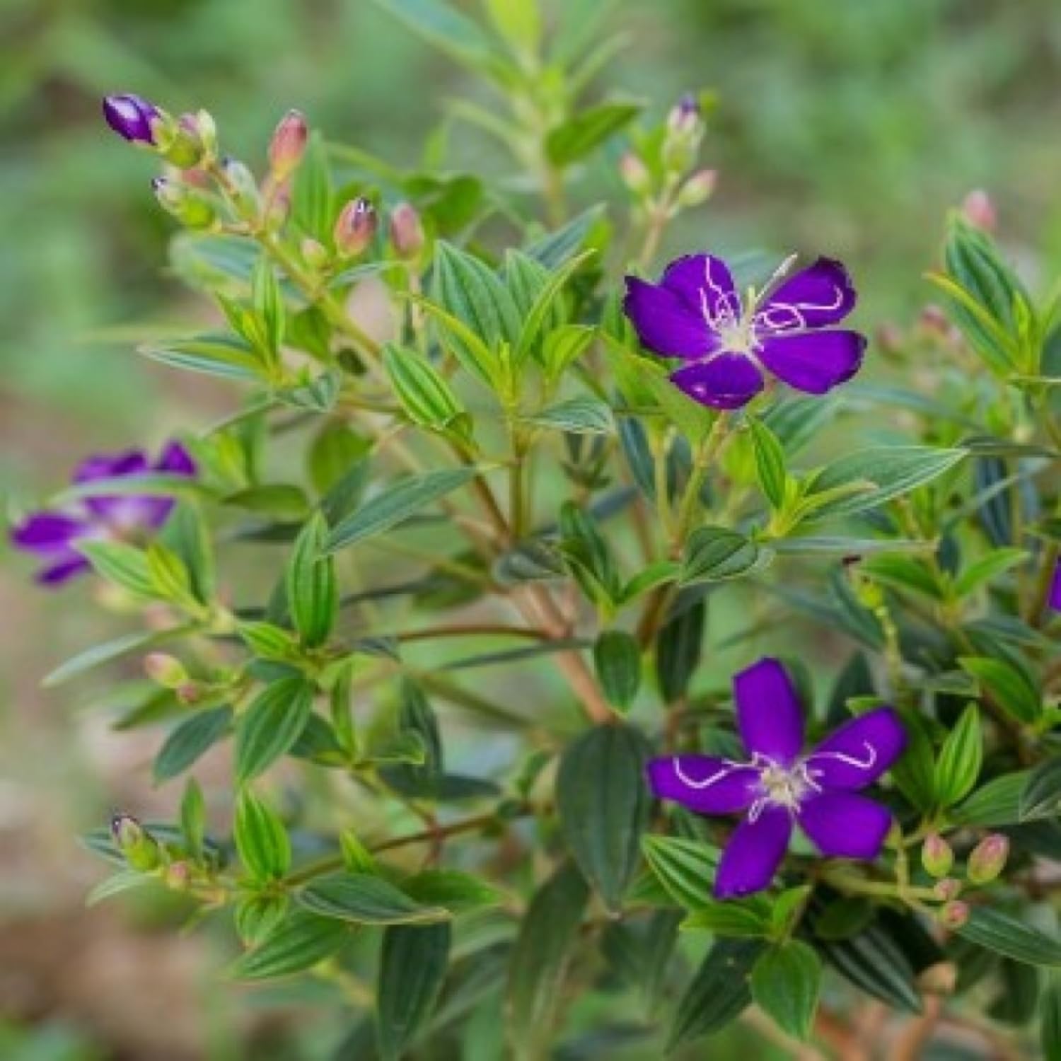 Hug A Plant | Melastoma Purple (Melastoma malabathricum) Flowering/Ornamental Live Plant (Home & Garden) (B0C9J1K2YN) Amazon Price History, Amazon Price Tracker