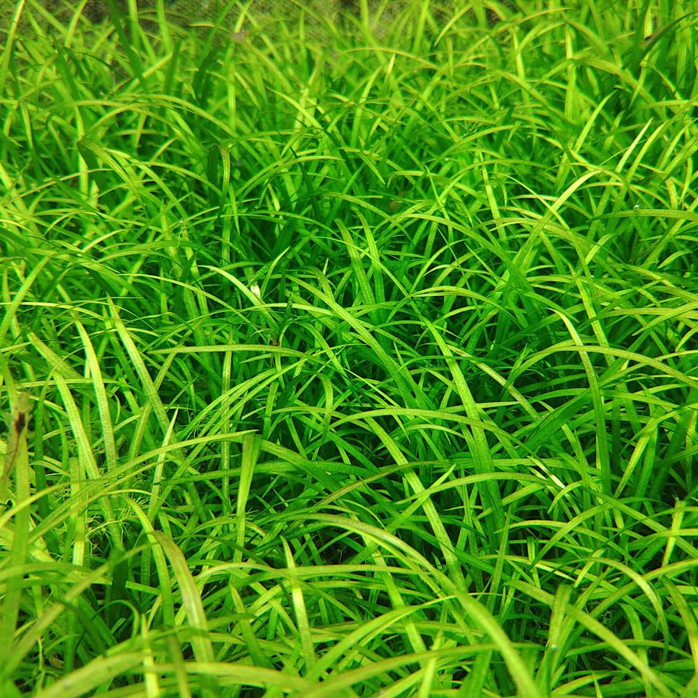 Amazon.co.jp: （水草）エキノドルス テネルス（水中葉）（無農薬