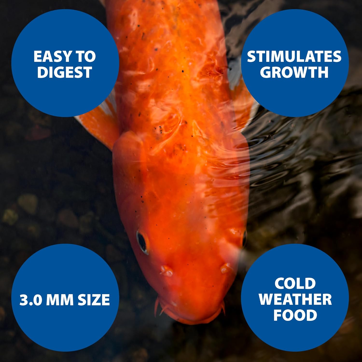 The Pond Guy Spring & Fall Wheat Germ Fish Food for Koi & Goldfish, Premium Cold Weather Floating Pellets, Healthy Formula for Winter Nutrition, 12 lbs