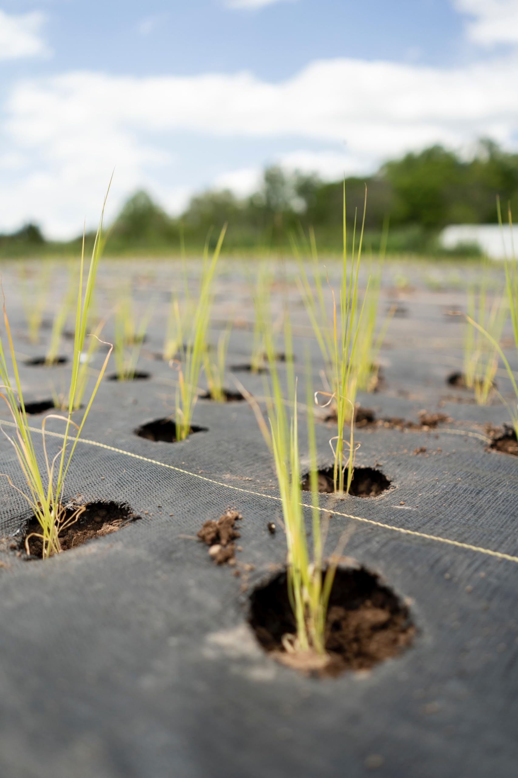 EraGreen Film anti-mauvaises herbes résistant à la déchirure 100m x 0,5m | Stabilisé aux UV et perméable à l'eau | Tissu de sol 100g/m² | Film tissé | Film de jardin | Toile anti-mauvaises herbes |