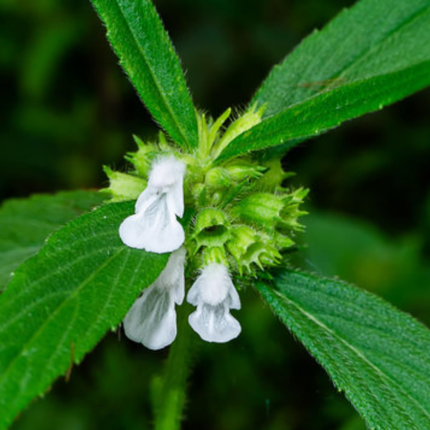 Hug A Plant | Thumba Plant (Leucas aspera) Flowering/Ornamental/Medicinal Live Plant (Home & Garden) (B0CB3QGXWF) Amazon Price History, Amazon Price Tracker
