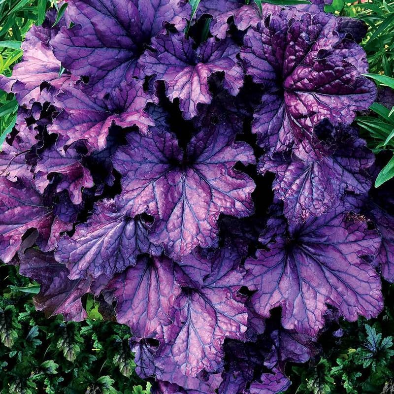 Purple Heuchera Plant for Garden, Heuchera Well Rooted from 5 to 8 Inc Tall