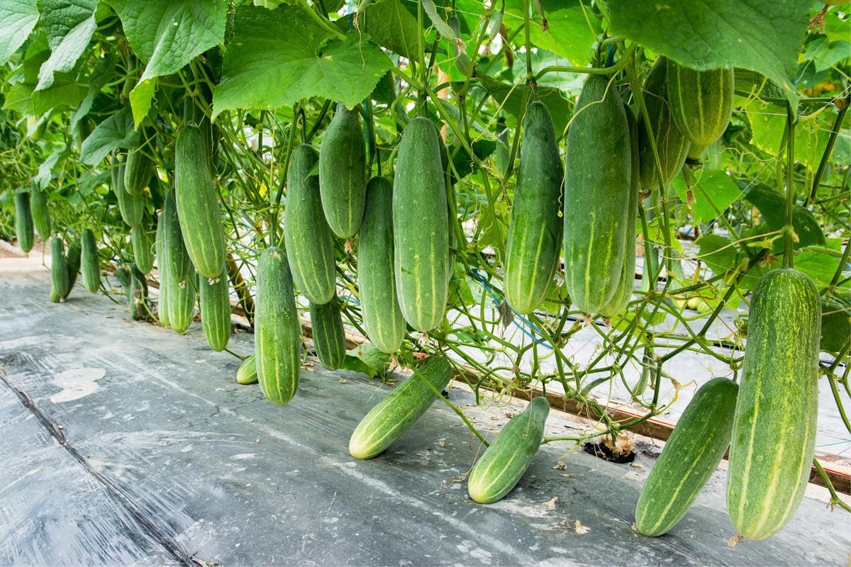 Cucumber Seeds Rocket Sosha - All Season Vegetable Seeds (100 Seeds)