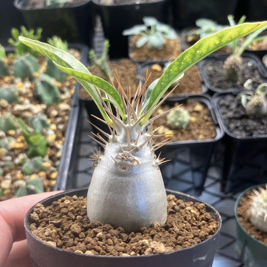 パキポディウム　レアリー 実生　コーデックス　塊根植物　グラキリス Amazon.co.jp: パキポディウム レアリー 実生 コーデックス 塊根