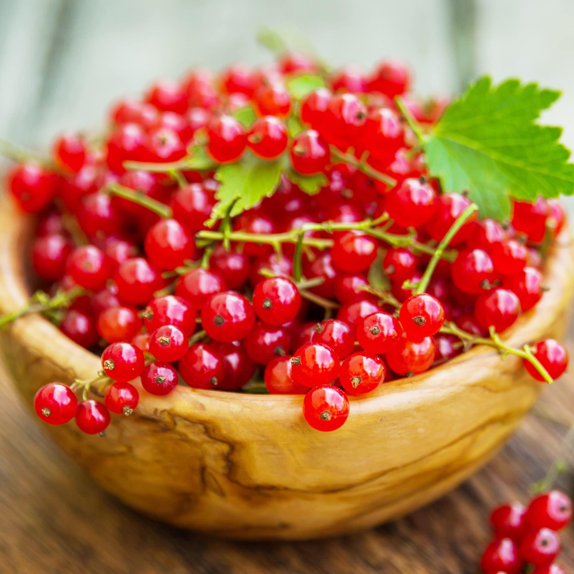 Red Currant Seeds Ribes Rubrum Edible Berry Grows on Deciduous Shrub Vibrant Color, Tart Flavor, Culinary Uses Rich in Vitamins Popular Among Gardeners and Culinary Enthusiasts 50Pcs by YEGAOL Garden