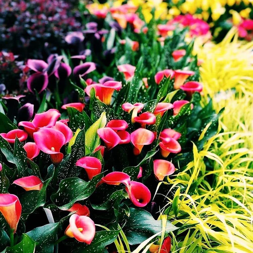 Amazon.com : 100Pcs Calla Lily Seeds Beautiful Flowers : Patio Amazon.com : 100Pcs Calla Lily Seeds Beautiful Flowers : Patio