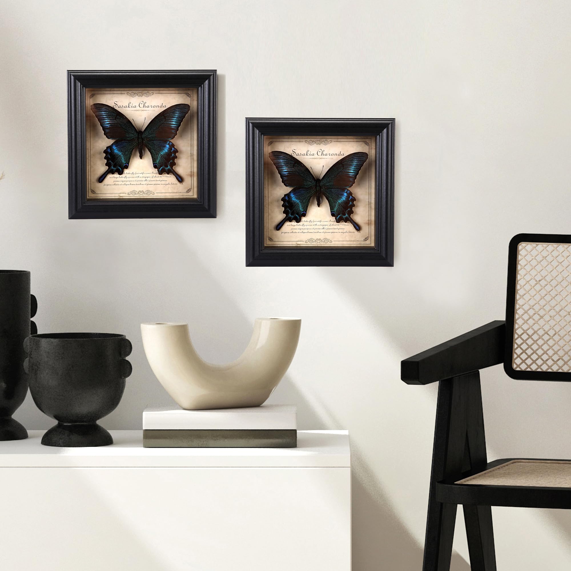 Papilio Maackii Ramka na zdjęcia Motyl
