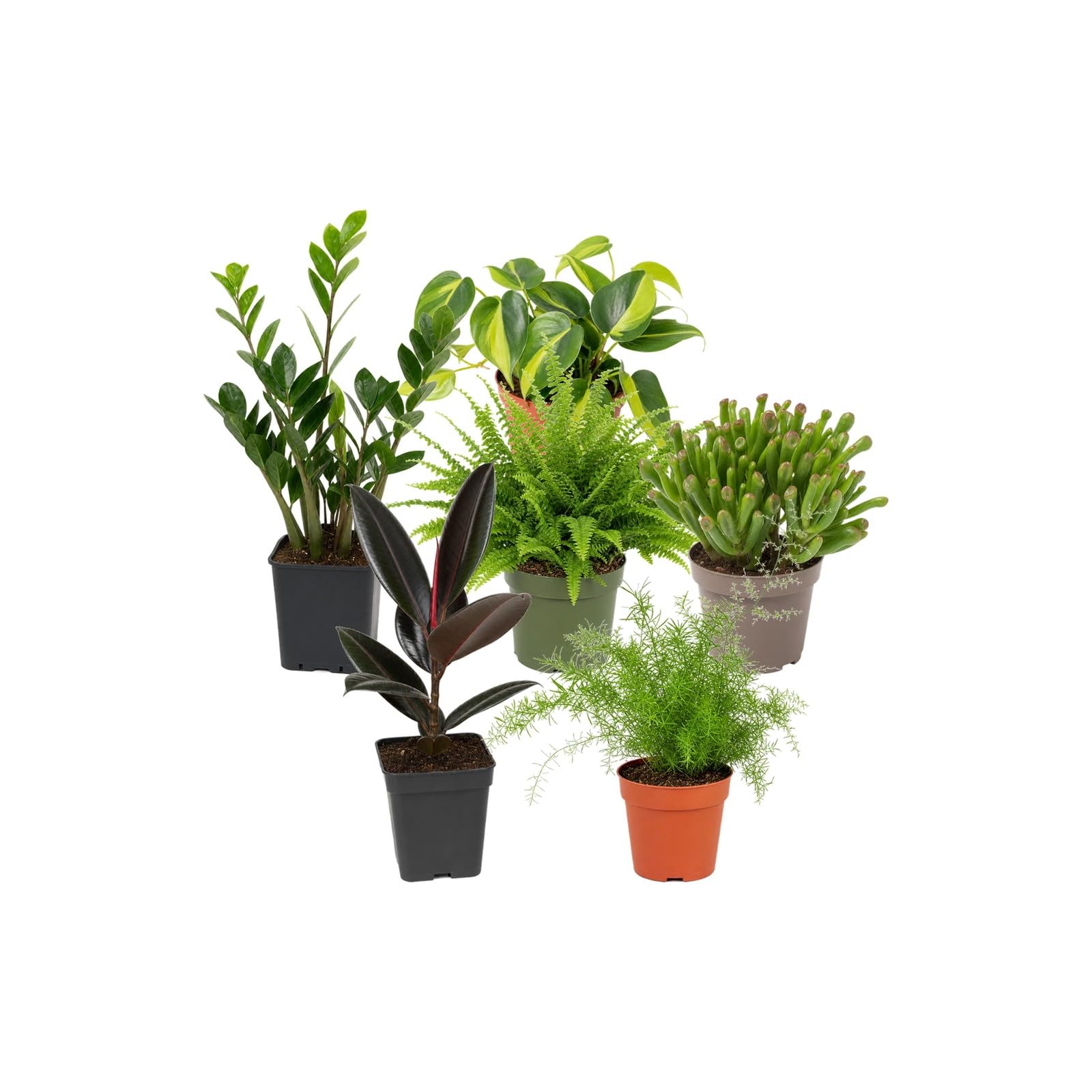 Pack 6 Plantas de Interior: Verdes, Cremas y Amarillos DECOALIVE