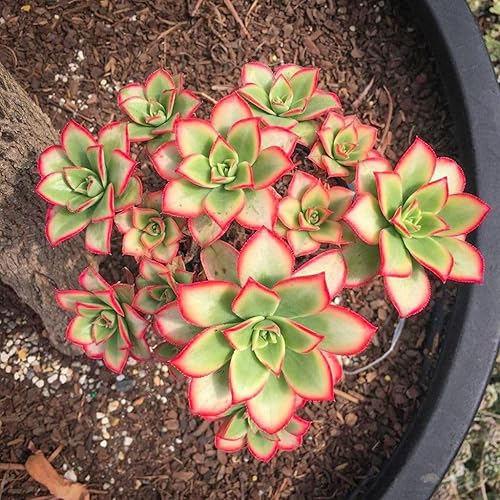 Miniatura 6 de Planta Aeonium de fácil cuidado en maceta viva de 4 pulgadas, plantas suculentas raras vivas, bien enraizadas, plantas de interior de fácil cuidado