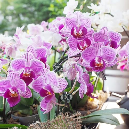 Miniatura 6 de KINGLAKE Clips de soporte para orquídeas y plantas, 100 clips de cimbidium de jardín verde oscuro para mantener los tallos y enredaderas en posición