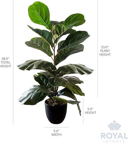 Miniatura 6 de Royal Imports Planta artificial de hoja de violín, árbol de higuera artificial de ficus, verde oscuro en maceta decorativa, 28 pulgadas de alto