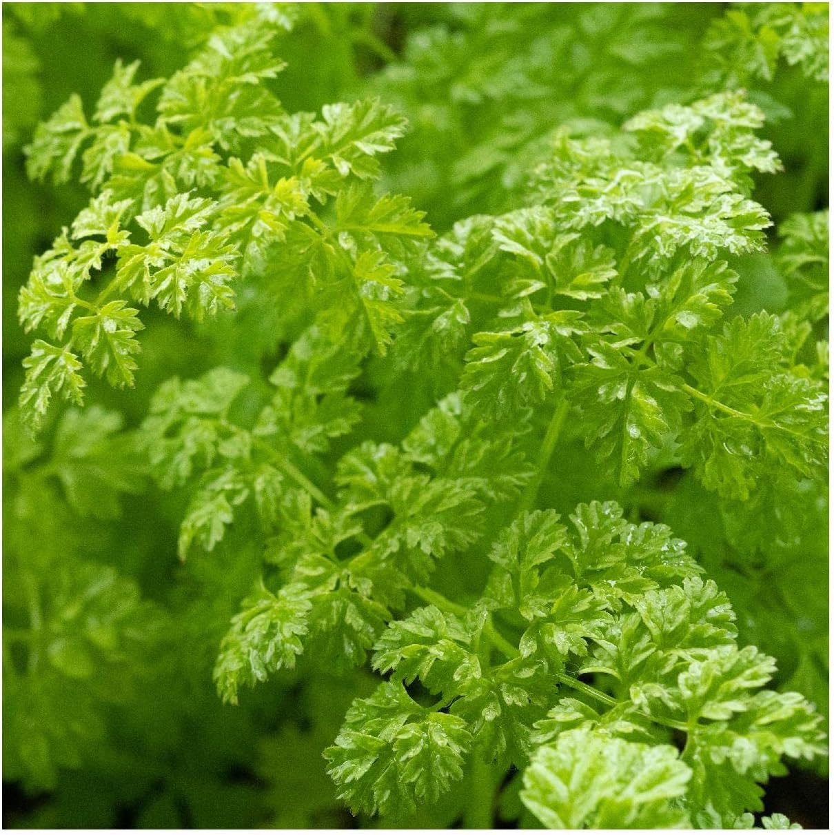 Everwilde Farms - 1 Lb Winter Chervil Herb Seeds - Gold Vault