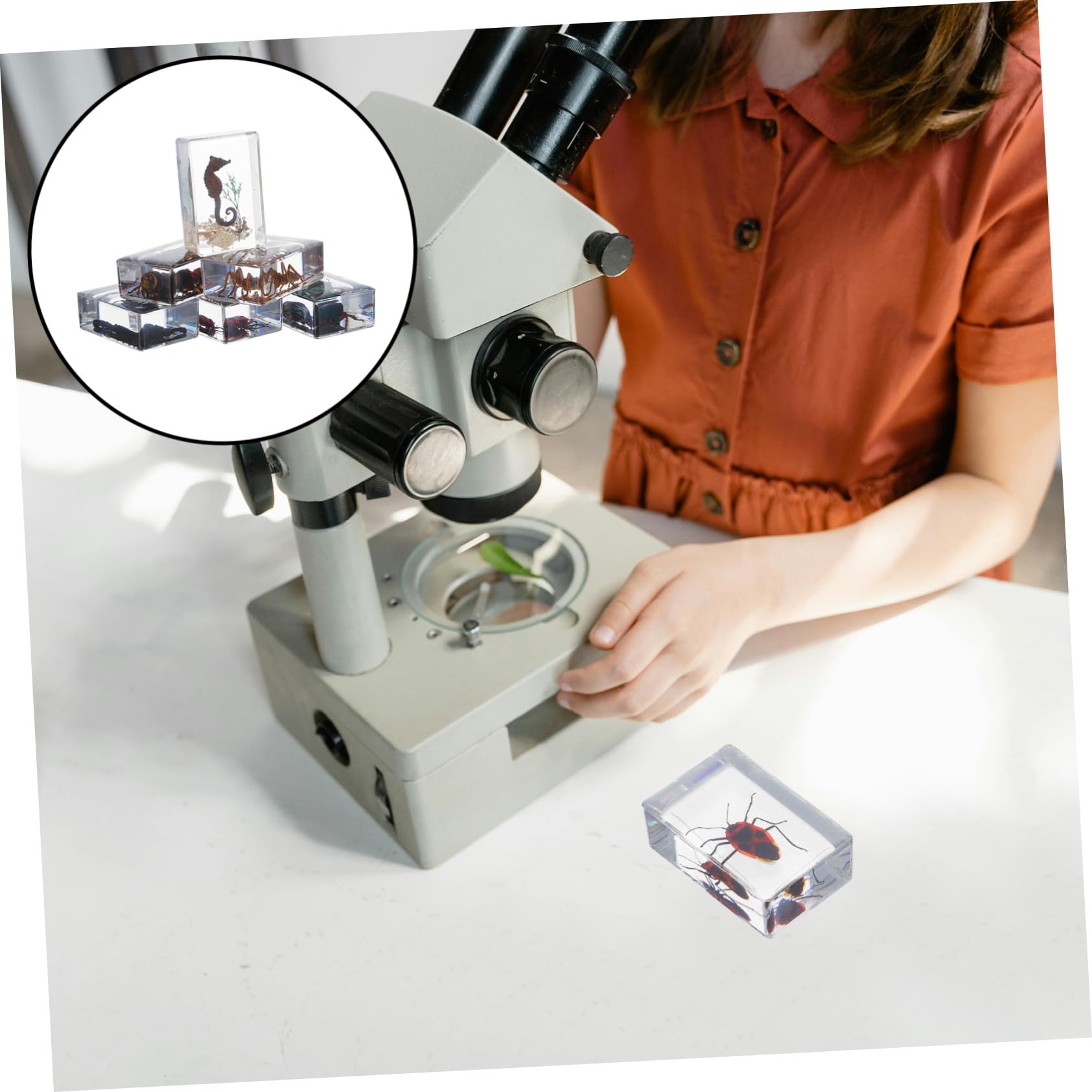 GALPADA 6 Pièces Spécimens Insectes en Résine Science, Presse-papiers Élégant en Résine, Décoration Bureau et Espace de Travail, Collection Éducative Biologique