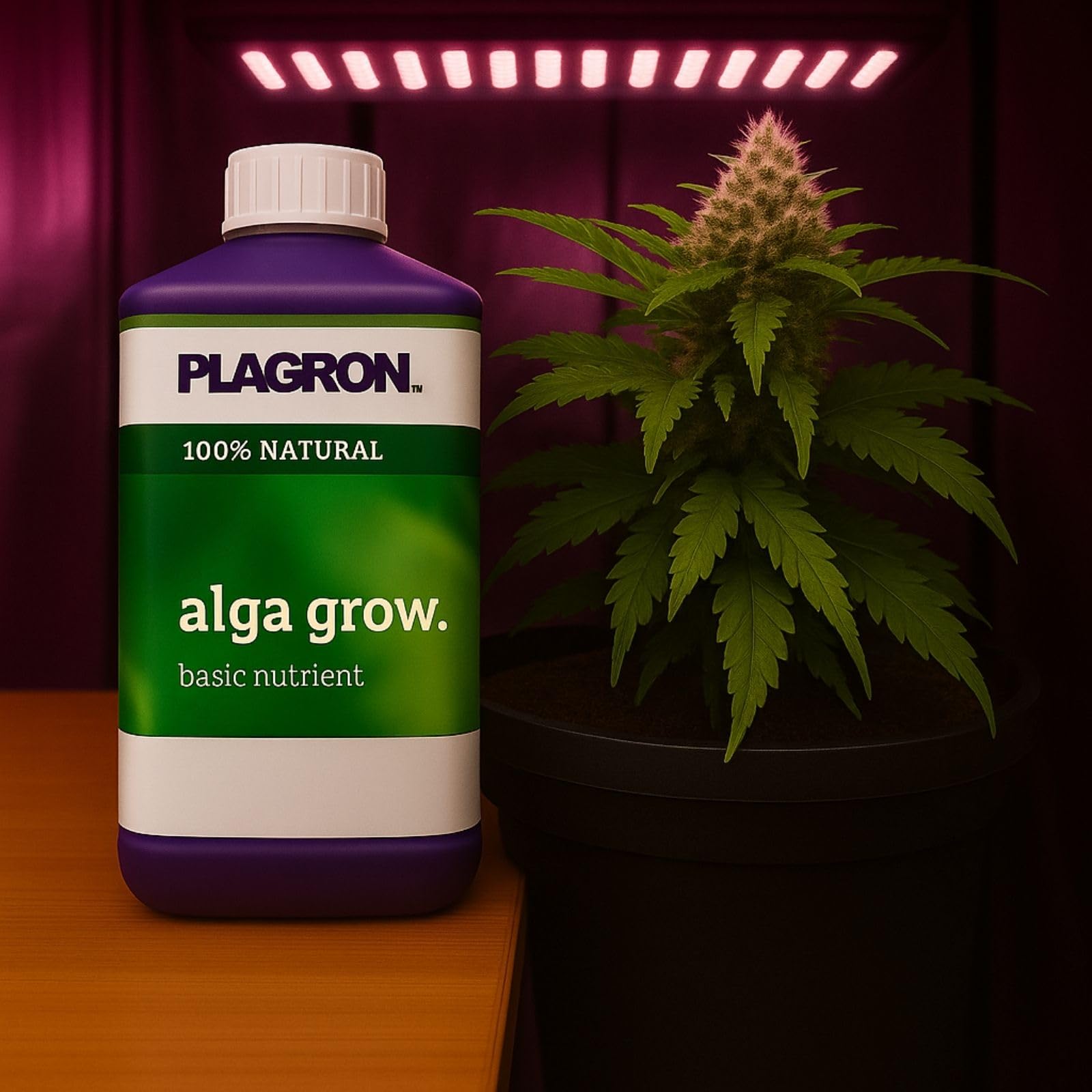 Weedness Plagron Alga Grow 5 litrów – nawóz biologiczny Grow uprawa do wnętrz, nawóz organiczny organiczny organiczny w płynie do ogórków, pomidorów