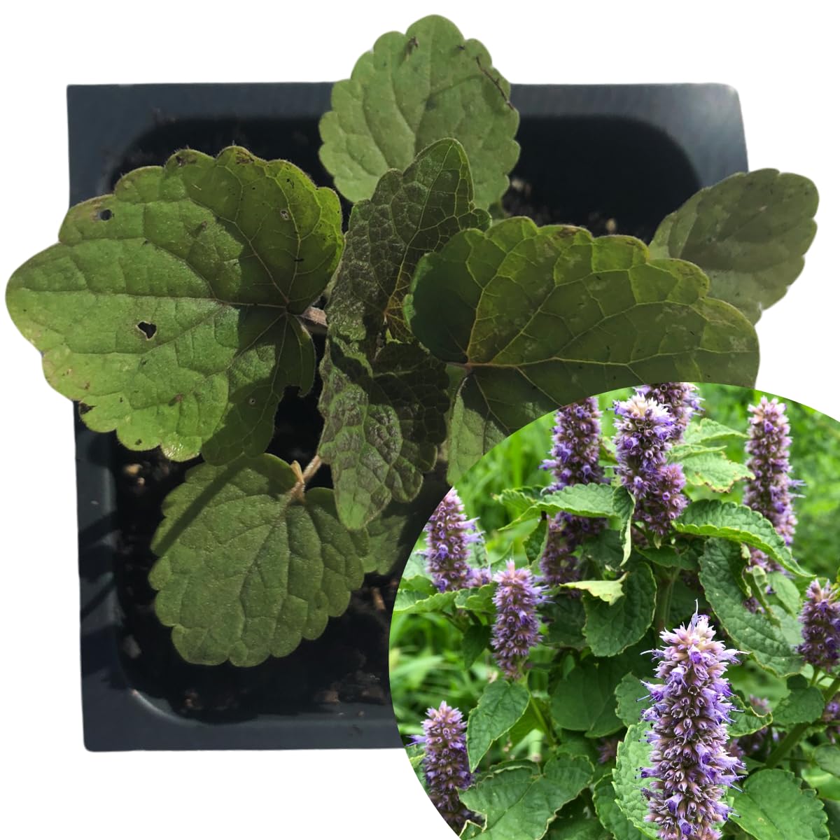 Smoke Camp Crafts Organic Anise Hyssop