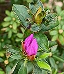 Review Image by Fastguitars Fastguitars