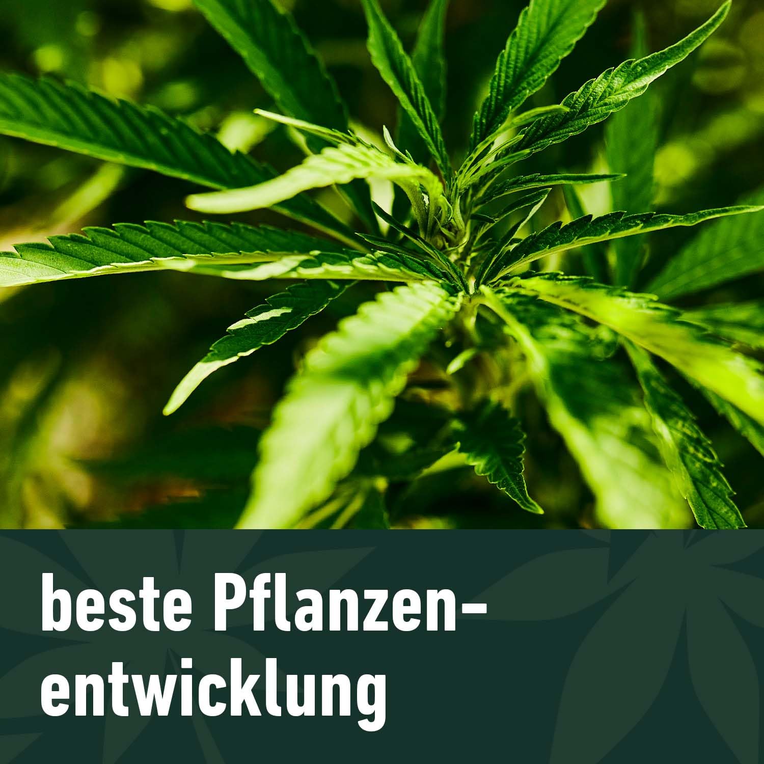 COMPO GROW ORGANIC Heaven Energy Booster 500 ml für vitale und schöne Pflanzen dank natürlicher Aminosäuren und Algenextrakten, lila
