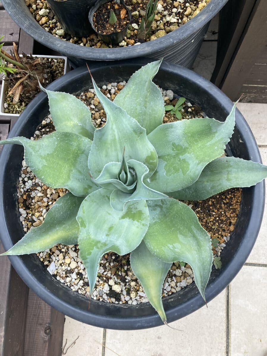 Amazon.co.jp: 極耐寒性アガベ レア株オバティフォリア'Lava