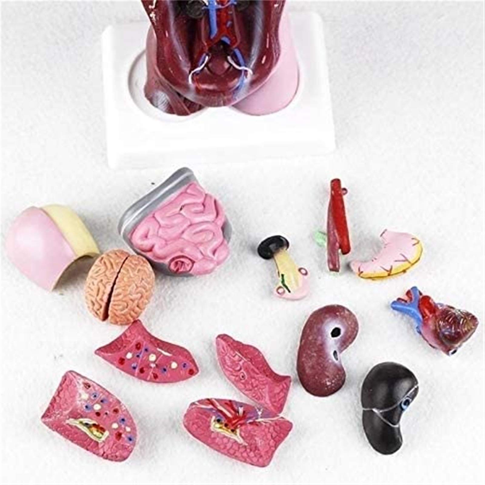 Model Badawczy 1 UDS 28cm Model Człowieka, Anatomia, Anatomia Serca, Kości, Trzewnica Medyczna, Materiały Dydaktyczne I Uczniowie
