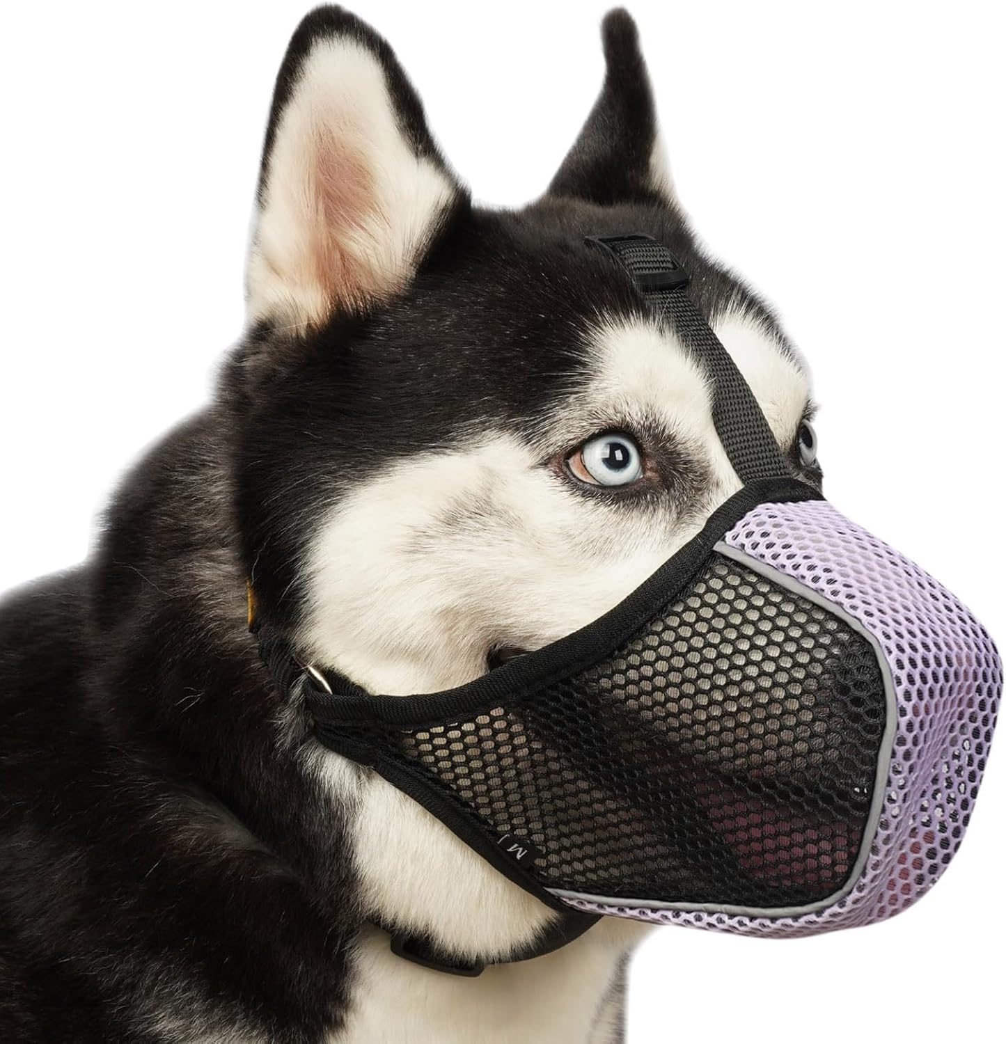 Mesh Dog Muzzle with Matching Collar(Black/Grey, M) and Mesh Dog Muzzle with Matching Collar(Black/Purple, M) Set for Medium Large Dogs to Prevent Scavenging