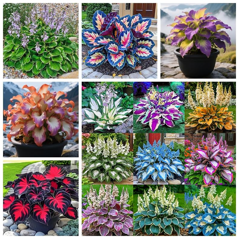 Hostas for Planting, Excellent Display, Mix Greening Flower,Organic and Natural-10bulbs-B