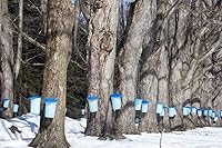 Vista 6 de CANADA TRUE Jarabe de arce puro (ámbar) (3x100ml)