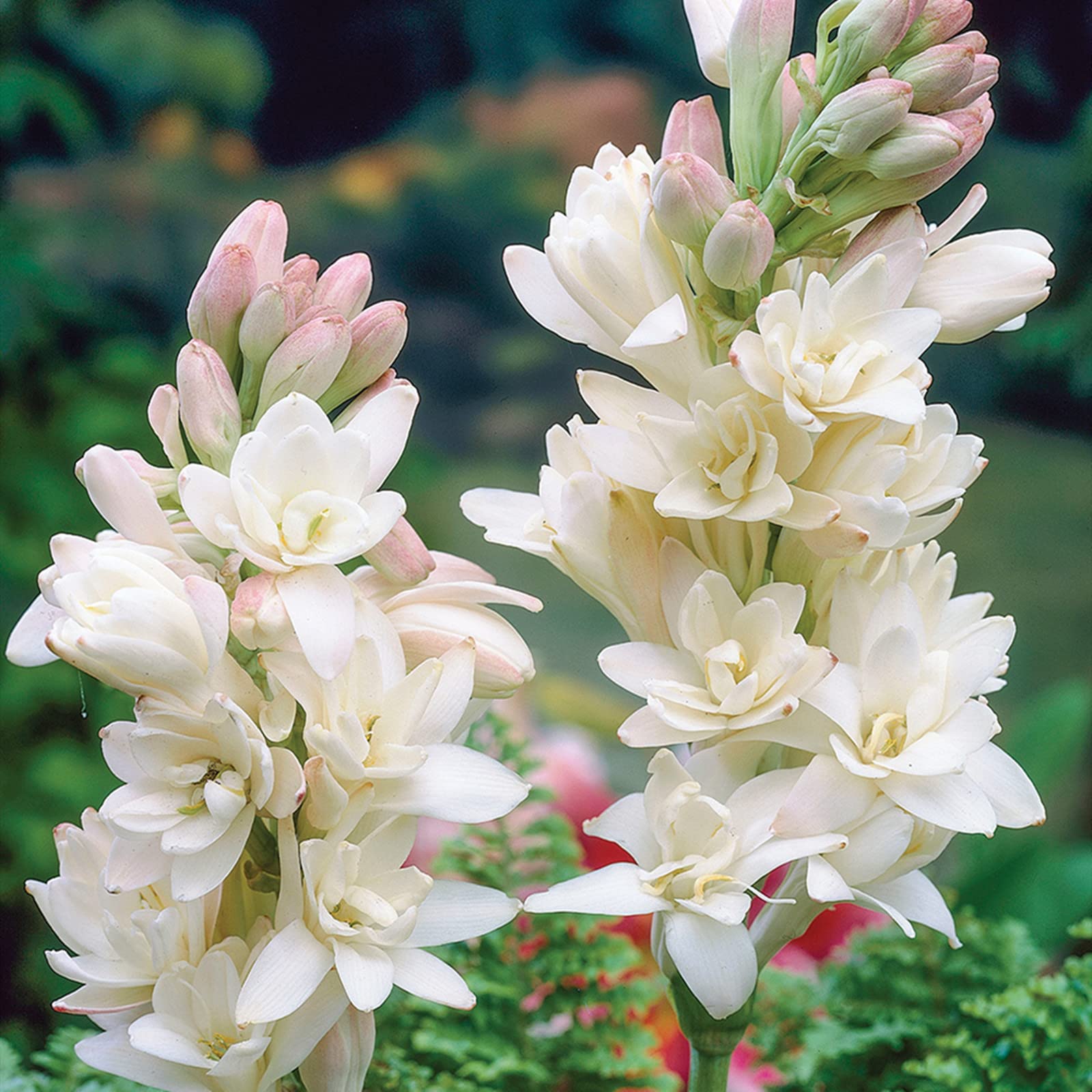 Tuberose Zwiebeln Winterhart - Duftende Blumen Für Garten Und Balkon