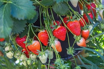 2000+ Red Climbing Strawberry Seeds Hydroponic Sweet Strawberry Seeds for Planting Heirloom Non-GMO Fruit Seeds
