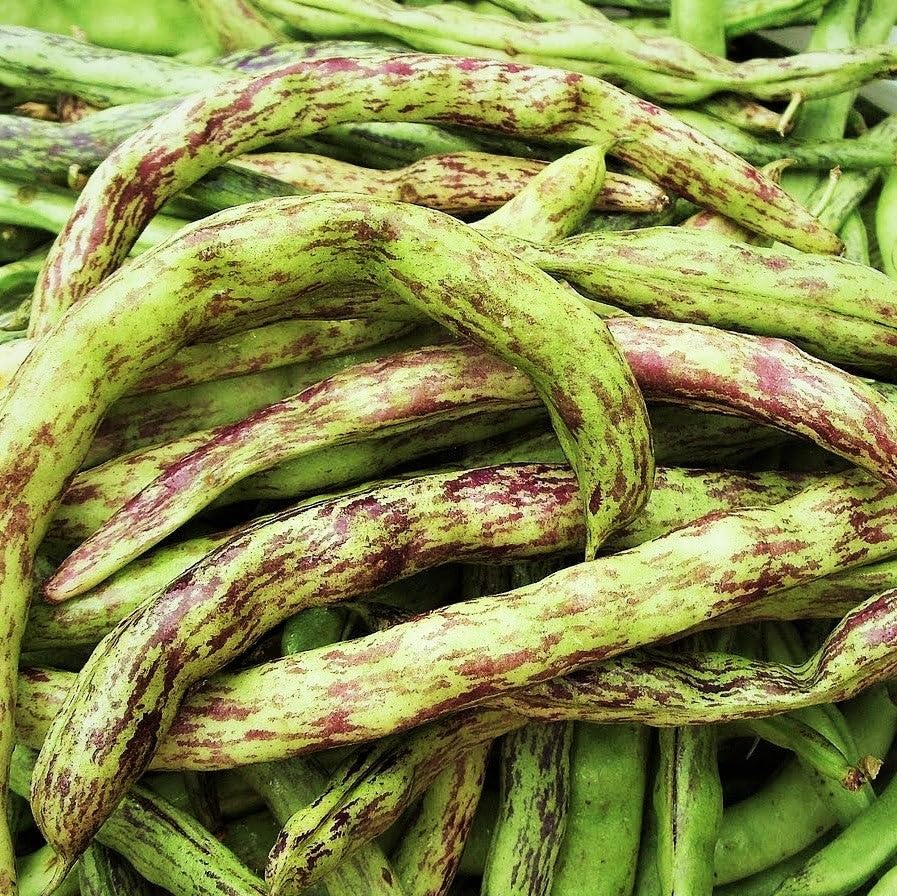 TomorrowSeeds Rattlesnake Bean Seeds