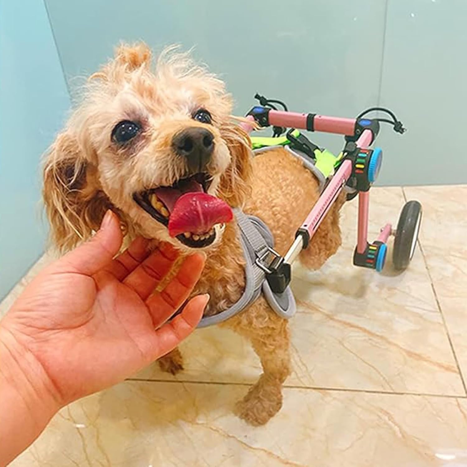 Adjustable Dog Wheelchair for Disabled Pets - 2-Wheel Mobility Support for Dogs & Cats Recovery Aid & Exercise Stroller Accessory (Small)