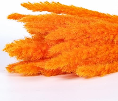 Miniatura 5 de Ramo de hierba azul de las pampas de 30 piezas XMFAYUAN, hierba de caña, flores secas, plantas secas coloridas de hierba de las pampas para