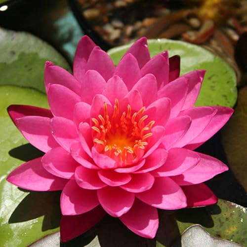 Nymphaea Mayla - Planta de acuario vivo con rizoma de lirio de agua resistente rosa oscuro BUY2GET1FREE