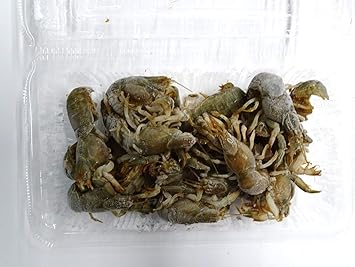 Amazon 冷凍カメジャコ 冷凍ゲンダ 中サイズ 釣りエサ用 チヌ釣り ダンゴ釣り ノーブランド品 磯 堤防釣り用 Amazon 冷凍カメジャコ 冷凍ゲンダ 中サイズ 釣りエサ用 チヌ釣り ダンゴ釣り ノーブランド品 磯 堤防釣り用