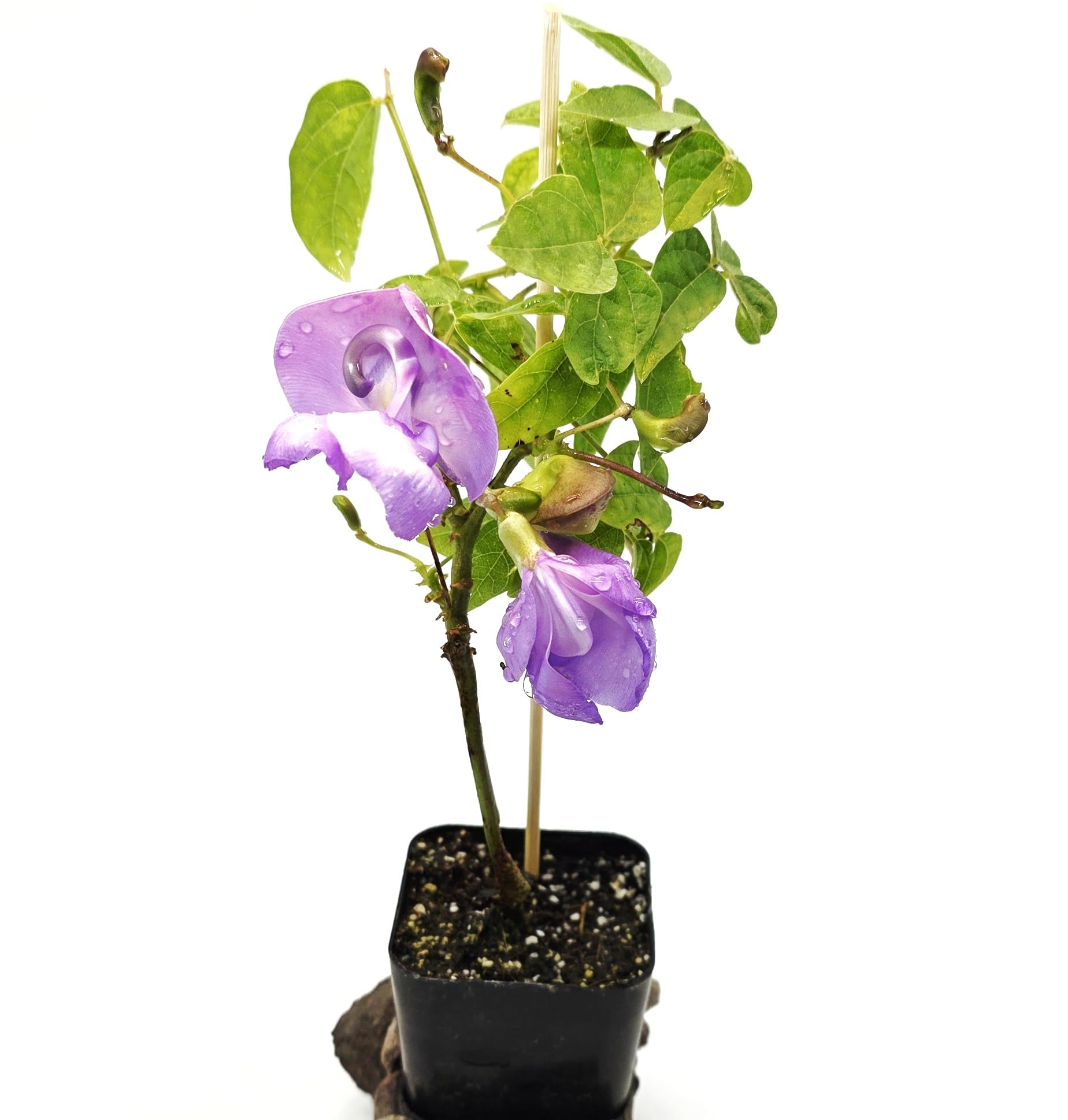 Live Corkscrew Vine Plant, Snail Vine in 2-inch Pot - Outdoor Trellis Fence - California Grown Mini Starter Plant - Low Maintenance - Air Purifying