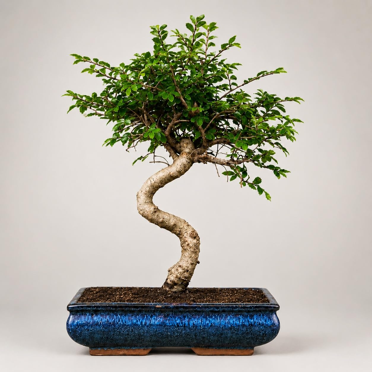 Bonsai Live Plant - 9 Years Old Chinese Elm Bonsai Tree In Bonsai Pot| Unique Bonsai Plants for Home Indoor | Ideal for Office, Living Room, Balcony | Height: 40cm-image-47