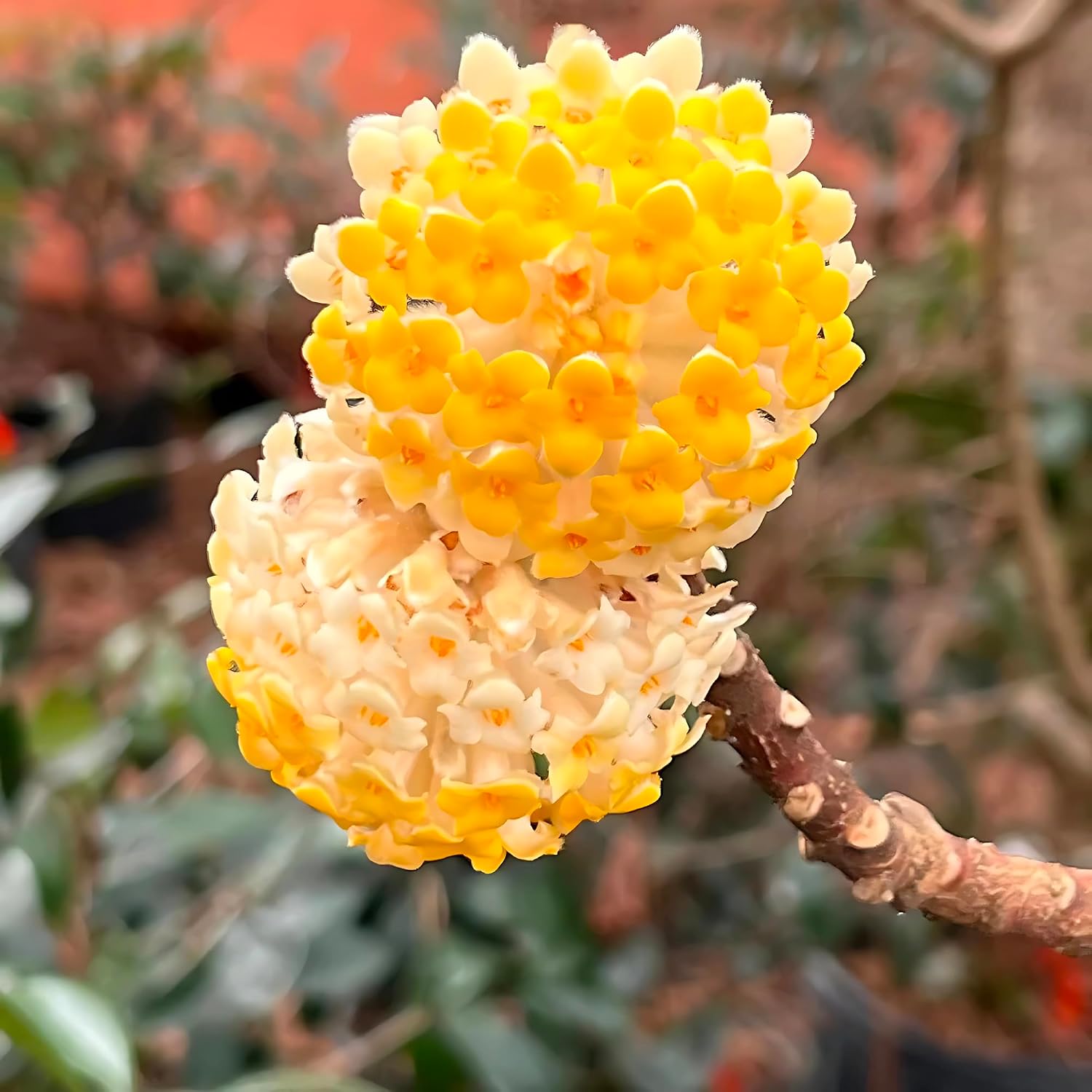 Edgeworthia Ornamental Shrub – Winter Blooming Edgeworthia Chrysantha for Gardens – Fragrant Edgeworthia Plant Winter Hardy Shrub – Outdoor Ornamental Live Plant (1 Gallon/Potted/Single Plant)