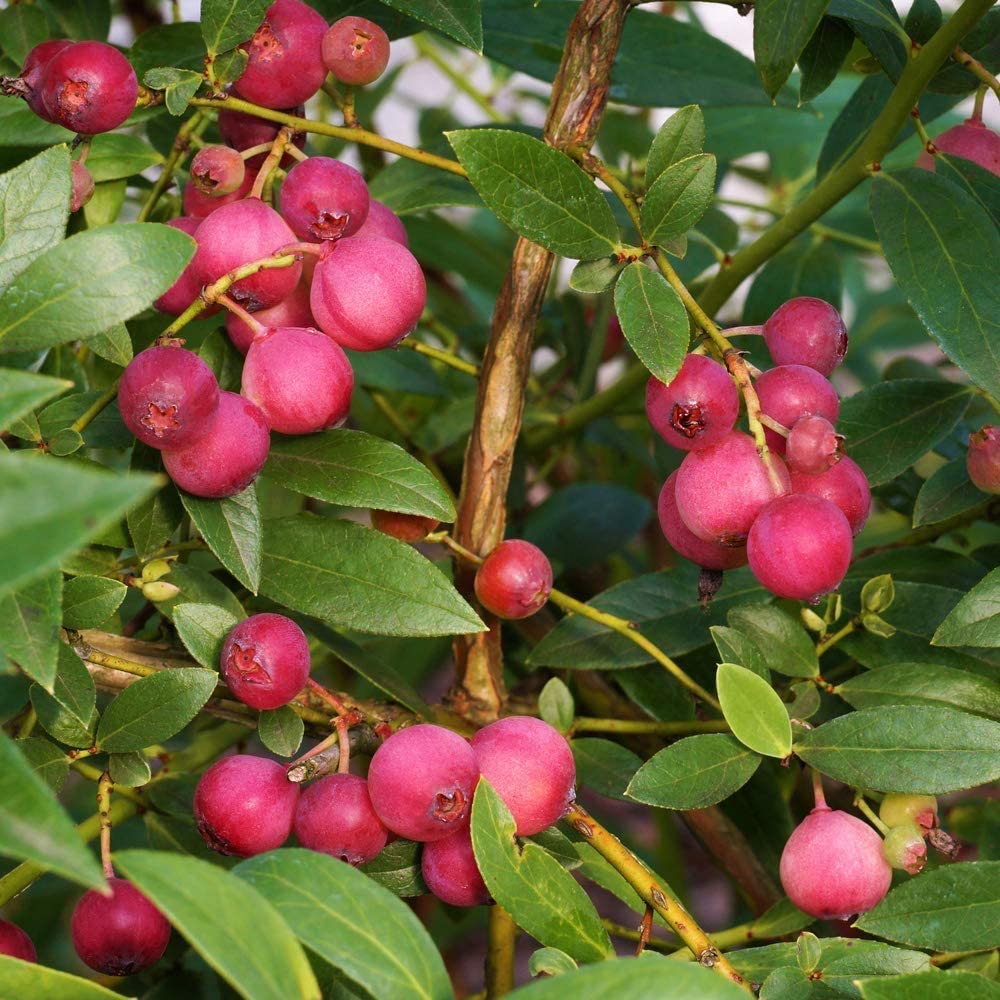 Blueberry Unusual Pink Fruit Pink Lemonade Garden Plant Hardy Fruit Garden Plants Easy to Grow Your Own 2X 9cm Potted Plant by Thompson and Morgan