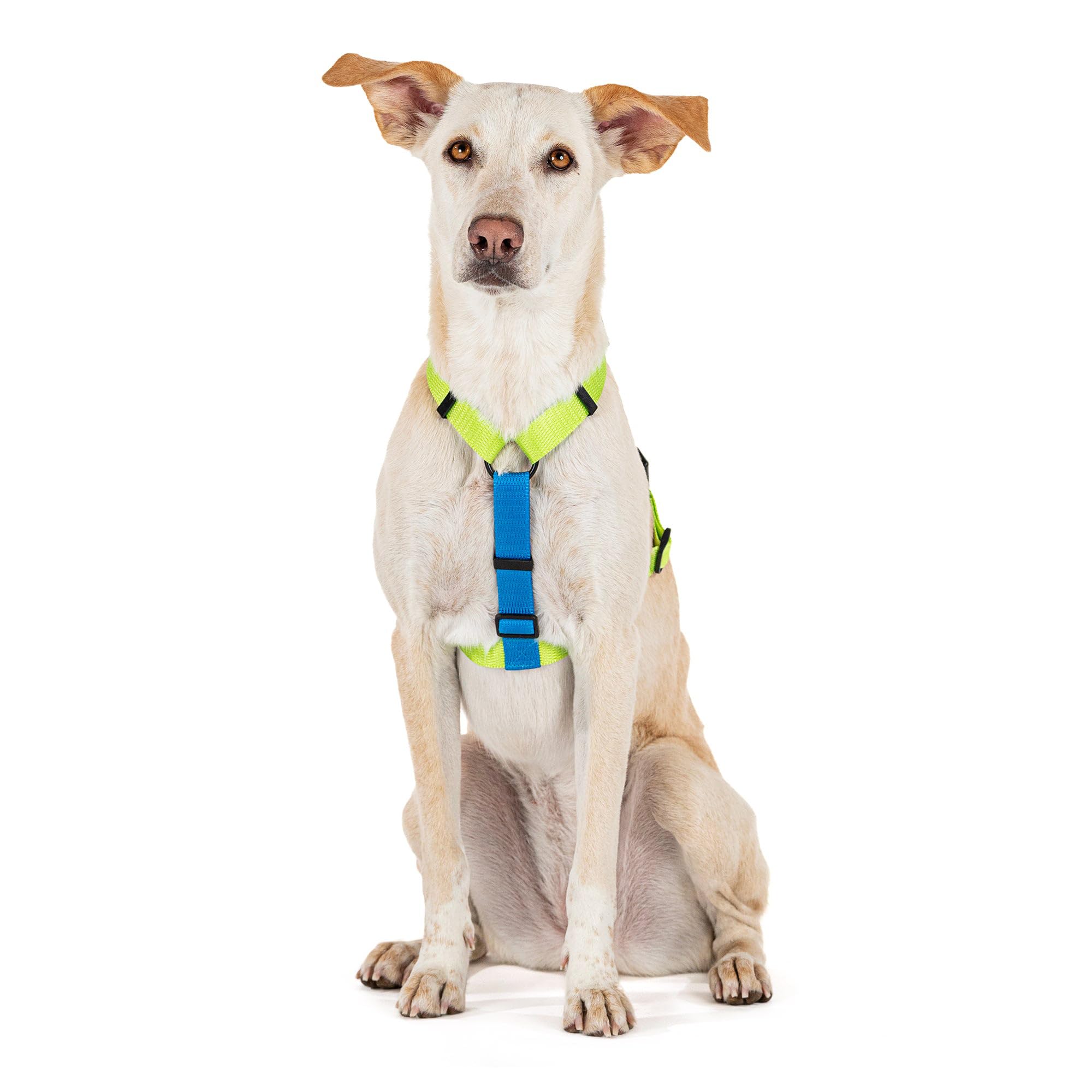 HUFT Basics H-Harness for Dogs - Neon Green & Blue (S) (B0D2FDTTQ3) Amazon Price History, Amazon Price Tracker