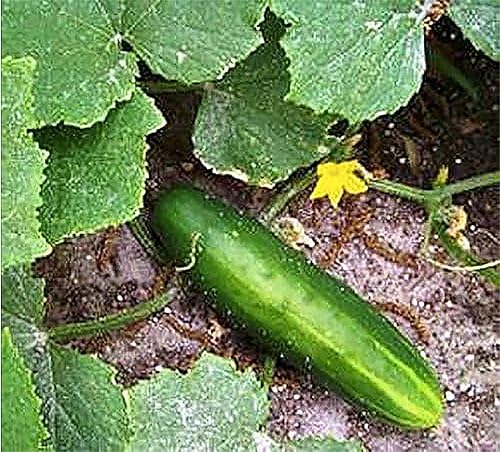 Miniatura 4 de Semillas de pepino - Verde largo mejorado - Variedad de pepino muy popular