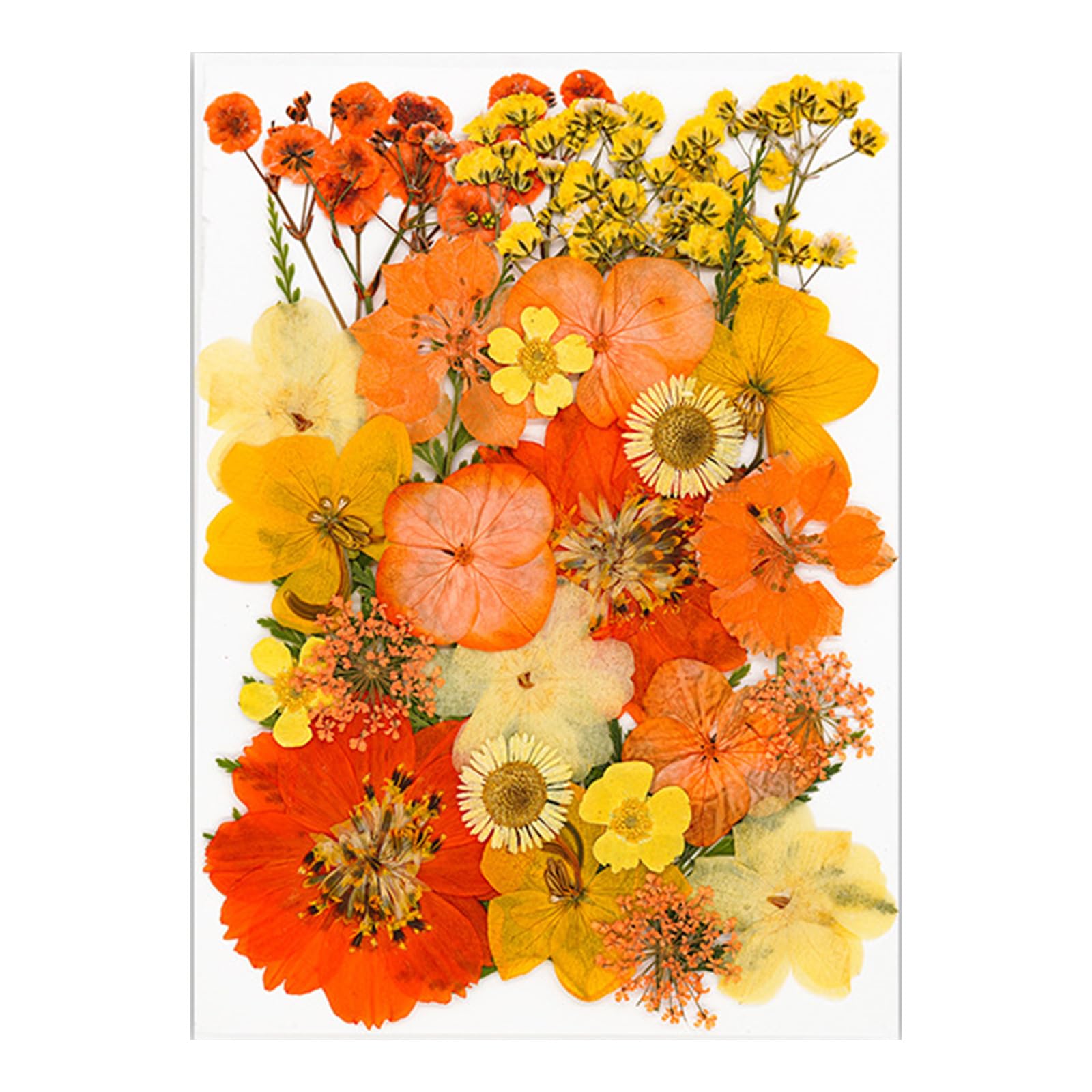 Jazuaiao 30Pcs Natural Pressed Dried Flower Leaves Set for Jewelry Making Resin Art Craft Bookmarks Crafting Scrapbooking Wedding Decoration Flower