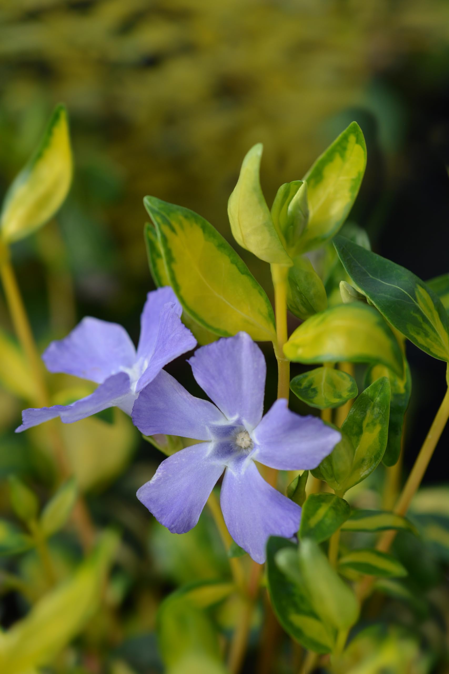 Stauden Gänge 10 x Vinca minor 'Imagine' Buntes Blaues Kleines Immergrün