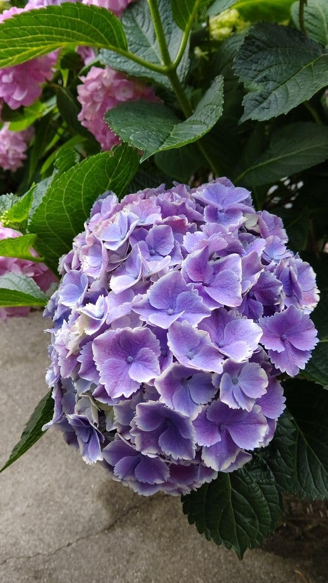 Amazon.co.jp: 紫陽花 アジサイ 抜き苗 ピンク→紫→緑 秋色 くすみ