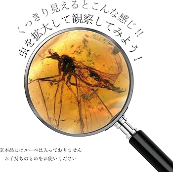 Amazon | 9900万年前の虫入りコハク化石 恐竜時代の虫入り琥珀 白亜紀 Amazon | 9900万年前の虫入りコハク化石 恐竜時代の虫入り琥珀 白亜紀
